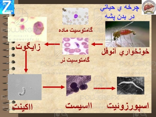 پاورپوینت بیماری مالاریا 
